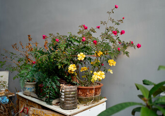 Fototapeta na wymiar flowers in a garden