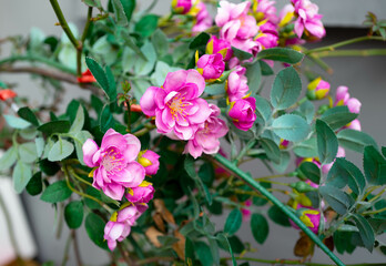 Naklejka premium pink and white flowers