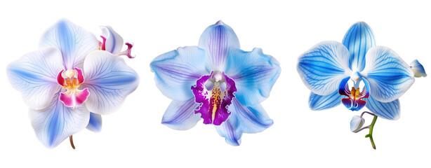 Set of colorful Orchid blossom, flower isolated on white and transparent background for crop image...