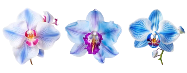 Foto auf Glas Set of colorful Orchid blossom, flower isolated on white and transparent background for crop image use. © Jo