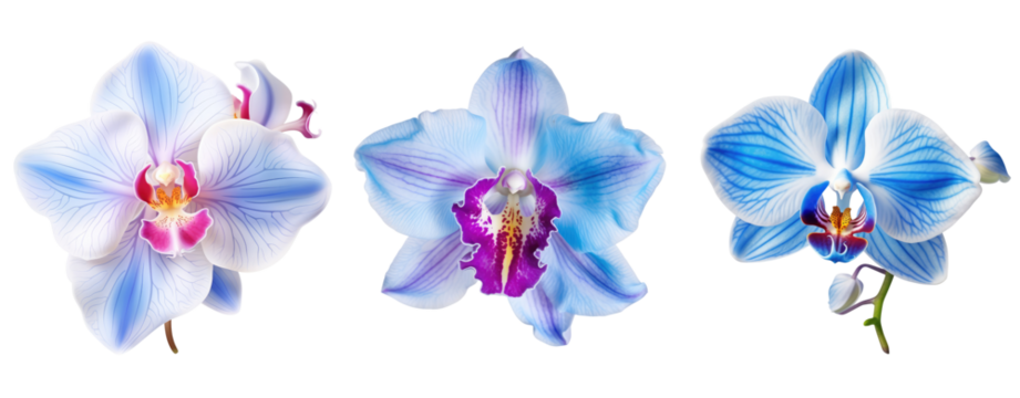 Set of colorful Orchid blossom, flower isolated on white and transparent background for crop image use.