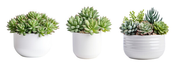 Set of lush succulent in a white pot with a white and transparent background that is extremely realistic and detailed. crop image use.