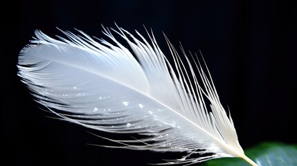 Beautiful soft white bird feather with water bubbles on a dark background. 