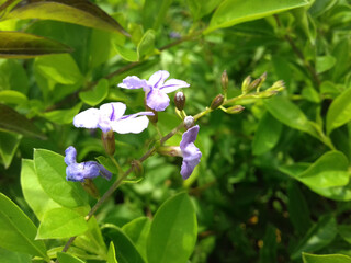 Beautiful White Flowers Growing in Natural Environment. Beautiful Natural Photography.