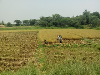Obraz premium Farmers Harvesting Paddy in Paddy Field, The Picture of Harvesting a Rice Field, Beautiful Village Photography.