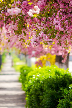 cherry blossom above the street. beautiful urban scenery in spring. sakura blossom season in uzhgorod, ukraine