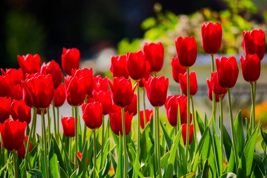 red tulip flowers blooming in the garden. beautiful nature background of a flowerbed in spring on a sunny day
