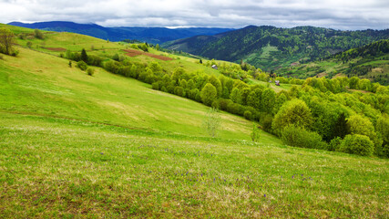 Fototapeta na wymiar carpathian countryside scenery in spring. alpine landscape with grassy meadows and forested hills on an overcast day. mountainous rural area of transcarpathia, ukraine
