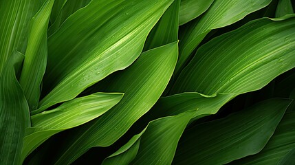plant corn leaves