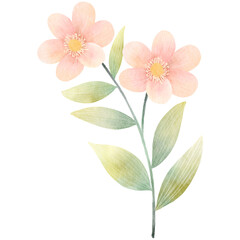 Watercolor flower-13