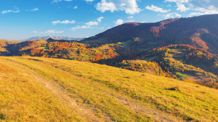 mountainous rural landscape of ukraine in fall season. carpathian countryside scenery with empty grassy meadows and colorful trees on the hill on a sunny autumn day