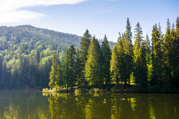 coniferous forest on the shore reflecting in the water. alpine landscape with lake of synevyr national park in morning light. popular travel destination of ukrainian carpathians in summer - obrazy, fototapety, plakaty
