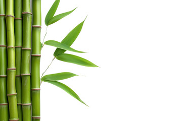Fototapeta na wymiar Nature's Grace Bamboo on Transparent Background, PNG, Generative Ai