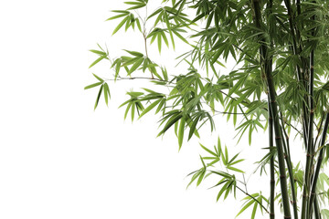 Fototapeta na wymiar Zen Elegance Bamboo on Transparent Background, PNG, Generative Ai