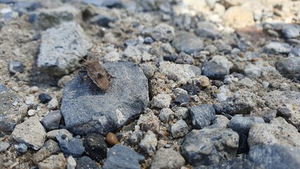 Japanese brown marmorated stink bug