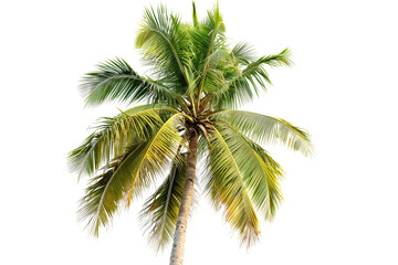 Coconut Tree on Transparent Background, PNG, Generative Ai