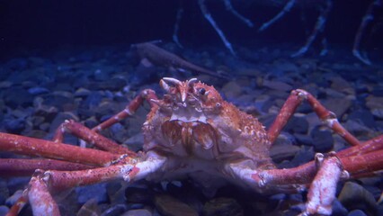 Giant Spider Crab - Macrocheira Kaempferi