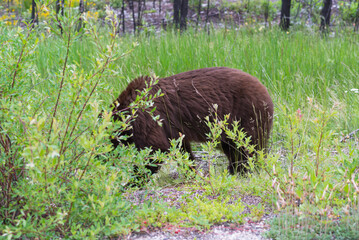 brown bear in the meadow