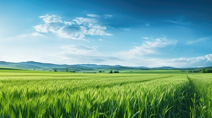 Obraz premium agriculture farm field background