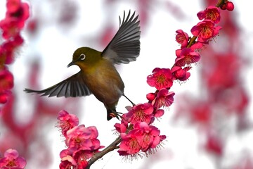 梅とメジロ