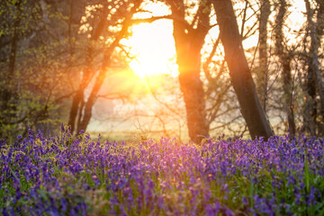 Beautiful bluebell woodland at sunrise in Norfolk England - 733837792