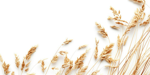 Dried flowers and dry grass on flat white background with copy space. Backdrop for banner.