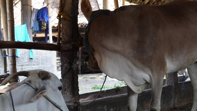 Ongole crossbred cattle or Javanese cow or White cow or sapi peranakan ongole or Bos taurus in the cowshed in Indonesia in traditional farm, Indonesia. Traditional livestock breeding.