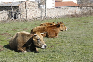 De ovejas, cigüeñas y vacas