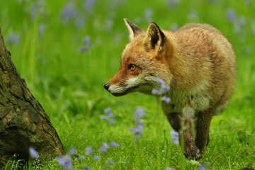 red fox in the grass