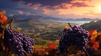 Fotobehang Rural landscape with vineyard, grapes bunches, fields and sea. Autumn rural landscape © Hasanka