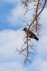Corvus cornix, Hooded Crow, Corvus cornix, single bird on branch, Taft, Yazd, Iran