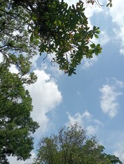 trees in the sky