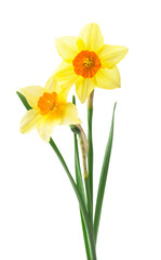 yellow daffodil isolated on a white background - 733843987