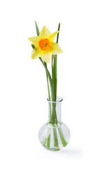 Yellow daffodil in a glass test tube in the laboratory on a white background.
- 733843991