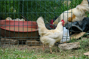 a bird of the order Galliformes that is kept for its eggs and flesh; a rooster or hen.