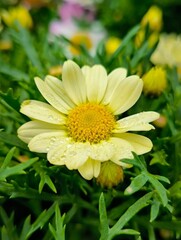 Image of beautiful yellow flower 