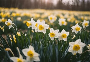Fototapeta premium the field full of white and yellow flowers near trees in a park