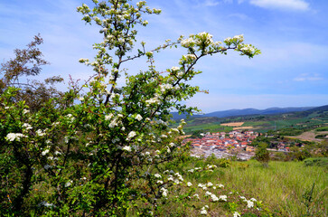 Landscape with the town of Salinas de Añana and a hawthorn (Crataegus monogyna)