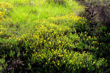 Spanish gorse bushes (Genista hispanica) in flower