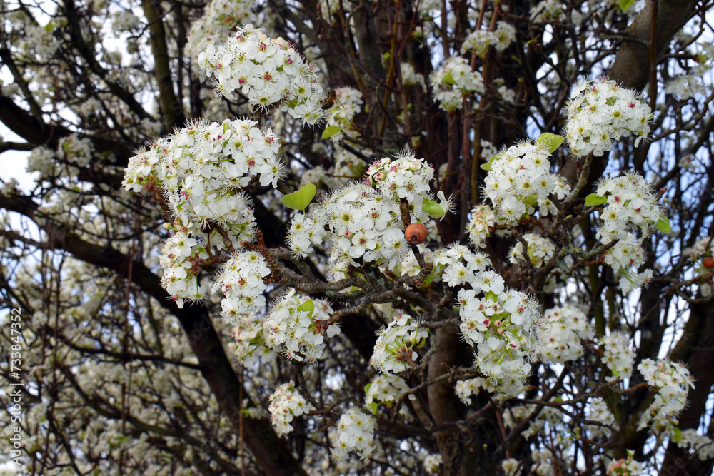 Canvas Prints Detail of the flowers of Callery pear (Pyrus calleryana). It is an endemic species of China and Vietnam.