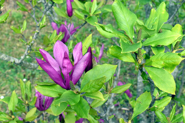 Flowers of Magnolia liliiflora. It is an ornamental tree native to China.