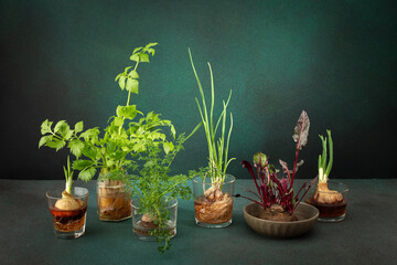 Growing from organic waste, sprouting carrots and beets at home, onions and celery and garlic,...