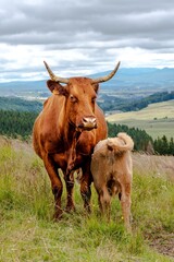 belle vache laitière de race salers avec son petit veau en train de téter au milieu d'une prairie en montagne au bord d'un chemin de randonnée proche de super besse dans le puy de dôme