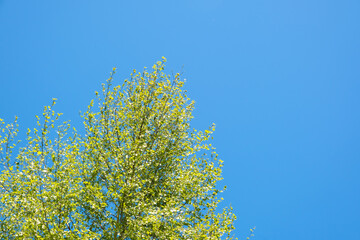 Beautiful spring scene with low angle view of beautiful birch tree in bloom during spring April month with fresh leaves and buds - clear blue sky in background with copy space. Springtime seson