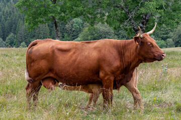magnifique vache de race salers avec sa belle robe brune et son veau en train de téter nous...