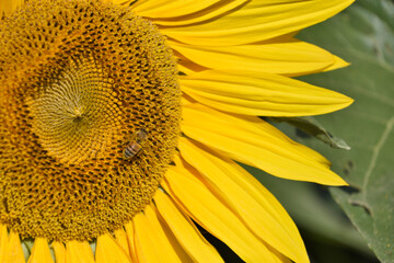 ひまわりとミツバチ