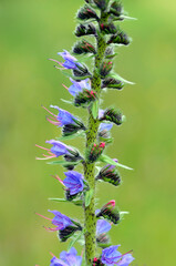 Viper's bugloss (Echium vulgare) in flower with a green background