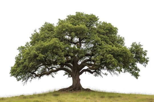 isolated oak tree on a white background