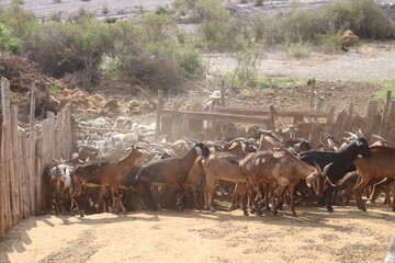 Fields with animals and crops in northwest Argentina