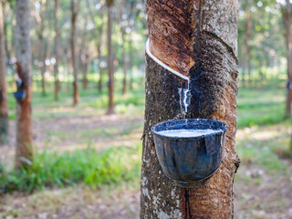 Natural latex from rubber tree in plantation forest,The natural latex flows into the rubber bowl.